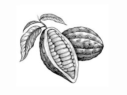 cacao pods